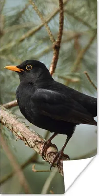 Produktbild von MuchoWow® Poster Vogel - Amsel - Zweige - Tiere 60x120 cm - Wandschmuck