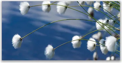 Produktbild von Glasbilder 120x60 Wandbild Druck auf Glas Blumen Pflanzen