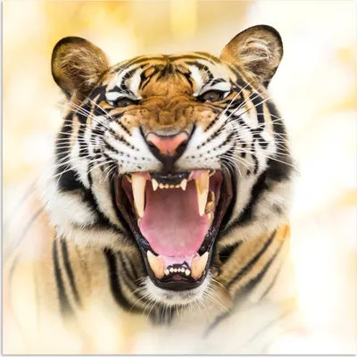 Produktbild von MuchoWow® Poster Tiger - Zähne - Raubtiere 100x100 cm - Babyzimmer