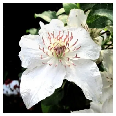 Produktbild von Clematis Destiny (Waldrebe) - Weiß und winterhart - 1,5 Liter Topf