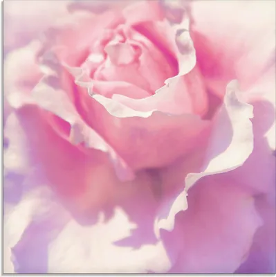 Produktbild von ARTland Glasbild Rosa Größe: 40x40 cm