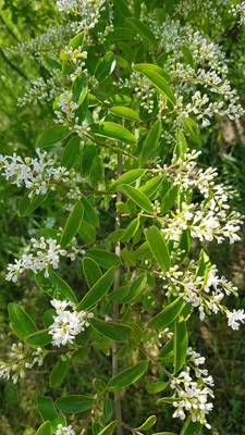 Image de Ligustrum vulgare 'Atrovirens' / Troène commun
