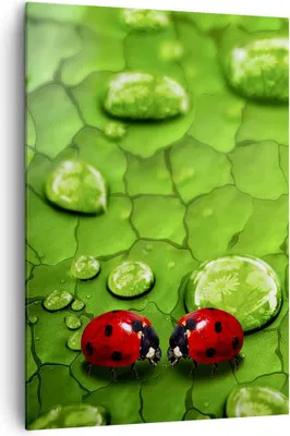 Produktbild von Bild auf Leinwand - Leinwandbild - Einteilig - Marienkäfer Gras Blatt Tropfen - 70x100cm - Wand Bild - Wandbilder - Leinwanddruck - Wanddekoration - Leinwand bilder - Wandbild - PA70x100-2363