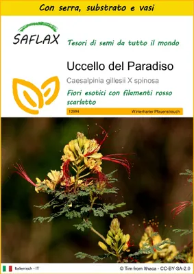Immagine prodotto di SAFLAX Insieme di coltivazione - Uccello del Paradiso - 10 semi - Caesalpinia