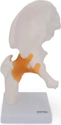 Produktbild von Hüfte Hüftgelenk Anatomie Modell lebensgroß auf Stativ
