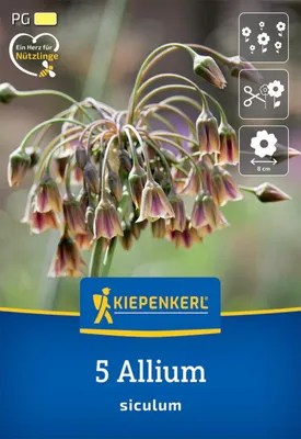 Artikelbild 2 von 'Sizilianischer Honiglauch (5 Stück)' aus der Kategorie Zierlauchzwiebeln / Allium