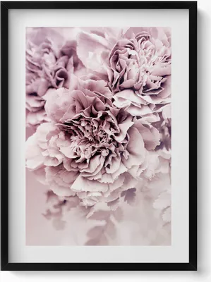Produktbild von Blassrosa Pfingstrosenblüten– Wandbild mit Rahmen – Gerahmtes Bild  – Wanddekoration – 50x70 cm –  Schwarz Rahmen