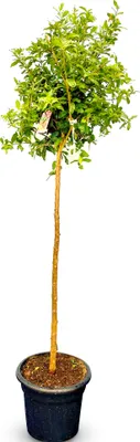 Produktbild von Sunny Tree - Granátovník - Punica Granatum - Ovocný strom - Venkovní rostlina - Strom - 160 cm včetně květináče - Zimovzdorný