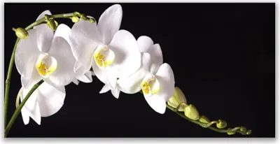 Produktbild von Tulup Leinwand-Bilder 140x70 Wandbild Canvas Kunstdruck Blumen Pflanzen