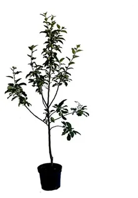 Produktbild von Apfelbaum Roter Jonathan, Winterapfel Buschbaum, alte robuste Sorte, 110-140 cm, 10 L Topf, Unterlage M7