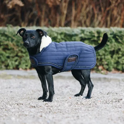 A black dog wearing a blue quilted dog coat with a white fluffy collar stands outdoors on a gravel path, with a hedge and bare branches in the background.