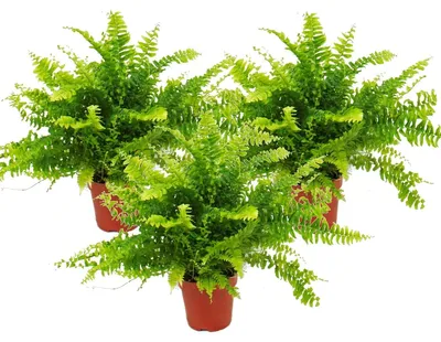 Obrázek produktu pro Nephrolepis, sada 3 mečovitých kapradin, 12 cm