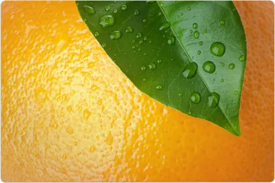 Produktbild von Küchenmatte 100x150 cm Vinylmatte Bodenmatte Dekoration -Orangenschale und Blatt