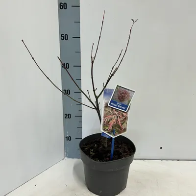 Image de Acer pal. Royal Garnet  - Érable pourvué | 50-60 cm en pot