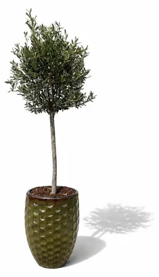 Zdjęcie produktu dla Drzewko oliwne w donicy ceramicznej Provencelia MEROVEE, Tropikalna zieleń, donica Ø42 x H55 cm