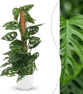 Produktbild von Green boutiQ - Zimmerpflanze - Monkey Mask - Monstera Adansonii Moosstab - Grün - Pflegeleicht - 1 Pflanze - mit weißem Übertopf - Topf 19cm - Höhe 90cm