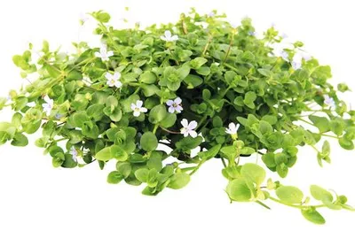 Obrázek produktu pro Vodní rostlina Bacopa australis T/10