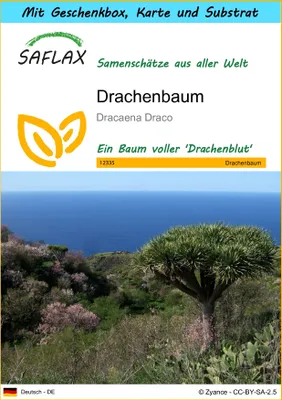 Produktbild von SAFLAX Geschenk Set - Drachenbaum - Dracaena Draco - 5 Samen - Mit Geschenkbox, Versandaufkleber, Geschenkkarte und Anzuchtsubstrat