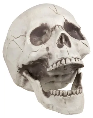 Produktbild von Schädel Totenkopf mit beweglichem Kiefer