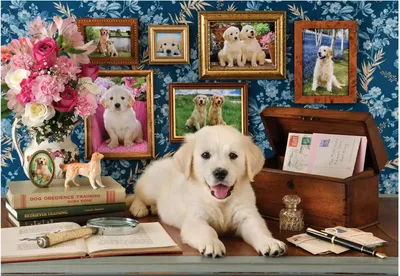 Immagine prodotto di Puzzle ANATOLIANI Labrador 500 dílků