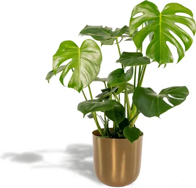 Zdjęcie produktu dla Monstera Deliciosa 120 cm, średnica 21 cm, w złotej doniczce – roślina doniczkowa o liściach przypominających okna