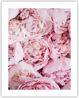 Produktbild von Poster - Poster ohne Rahmen - Blumenstrauß Blumen Rosa - 40x50 cm - Wand Bild - Wanddeko - Wandbilder - Kunstposter - Wandposter - Bilder - Kunstdruck - Wanddekoration - Wandbild - P2XPA40x50-5001