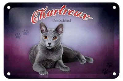 Produktbild von Blechschild Katze 18x12cm Chartreux Deutschland
