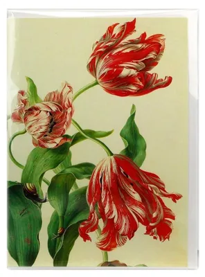 Productafbeelding van Museumwebshop – Dubbele kaart, Drie tulpen, Henstenburgh