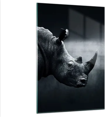 Produktbild von Bilder auf glas - Einteilig - Nashorn Schwarzweiß Porträt - 80x120cm - Glasbilder - Wandbilder - Bilder - Wanddekoration aus Glas - Glas Bilder - Wandbild auf Glas - GPA80x120-4347