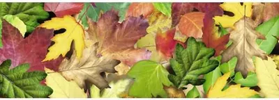 Produktbild von Transparentpapier 115g/qm A4 VE=25 Blatt Blätterwald