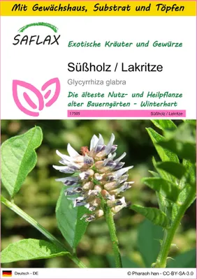 Produktbild von SAFLAX Anzucht Set - Süßholz / Lakritze - Glycyrrhiza glabra - 30 Samen - Mit Mini-Gewächshaus, Anzuchtsubstrat und 2 Töpfen