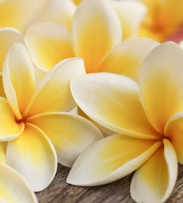 Produktbild von Fototapete - Plumeria 225x250cm - Vliestapete