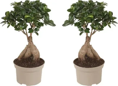 Produktbild von Famanu Bonsai Ficus Ginseng Set – 2 Pflanzen im Topf 12 cm, Höhe 30-40 cm