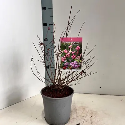 Image de Symphoricarpos « Magical Candy® » - Symphoricarpos | 25-30 cm en pot