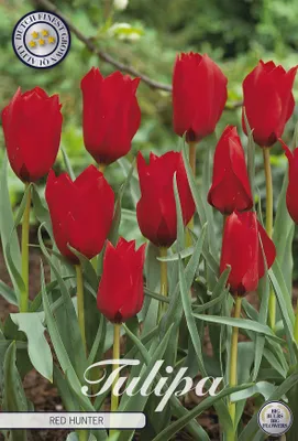 Artikelbild 2 von 'Tulpe Red Hunter (10 Stück)' aus der Kategorie Tulpenzwiebeln