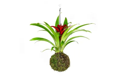 Obrázok produktu pre Gardners Kokedama Guzmania (M)
