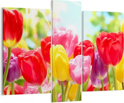 Produktbild von Bild auf Leinwand - Leinwandbild - Tulpe Blume Garten Plantage - 95x80cm - Wand Bild - Wanddeko - Leinwanddruck - Bilder - Kunstdruck - Wanddekoration - Leinwand bilder - Wandkunst - CB95x80-2466