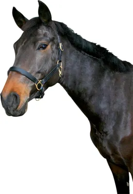 Produktbild von Halfter Eco, Leder schwarz, Cob