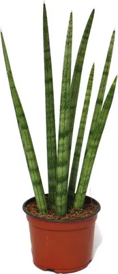 Produktbild von Sansevieria cylindrica - stylische Pflanze im 10,5cm Topf
