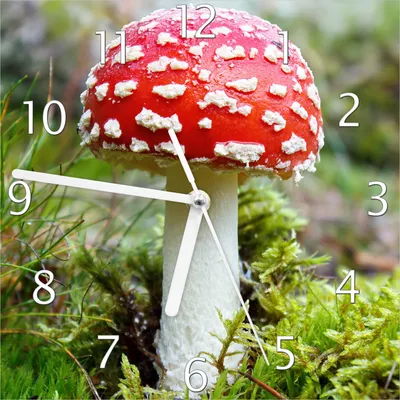 Produktbild von Wallario Design Wanduhr Fliegenpilz im Wald aus Echtglas, Größe 20 x 20 cm