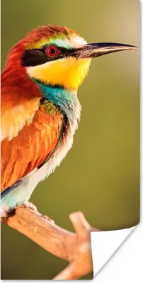 Produktbild von MuchoWow® Poster Vögel - Bienenfresser - Regenbogen - Tiere 20x40 cm - Plakat - Foto