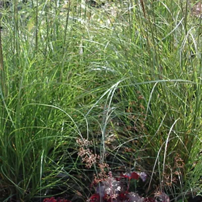 Produktbild von 6 x Chinaschilfgras Silberspinne - Miscanthus sinensis 'Kleine Silberspinne' | Topf 9cm x 9cm