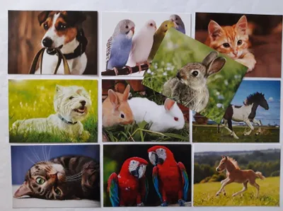 Produktbild von Ansichtskarten Tiere 10er, Postkarten Tier Hund Katze Pferd Hase Papagei Grußkarte