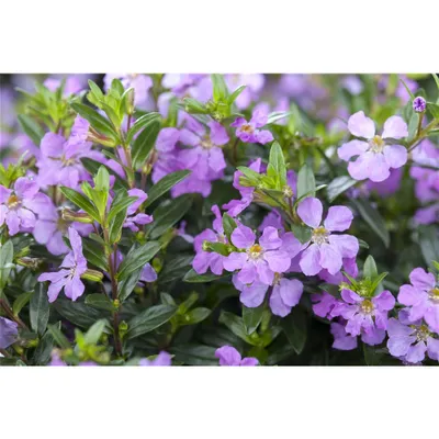 Produktbild von Cuphea hyssopifolia, lila - Scheinmyrte, Köcherblume, im Topf 11 cm - 11 cm