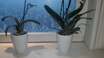Produktbild von Pflanztopf für Orchideen