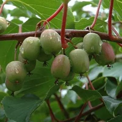Obrázok produktu pre Actinidia arguta 'Weiki' (mnl) – Bayernská kiwi | 50-60 cm (vo výsadbovom kontajneri)