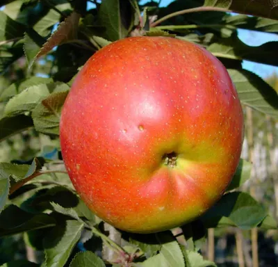 Produktbild von Rondo (S) Säulenapfel Winterapfel