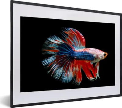 Produktbild von MuchoWow® MuchoWow® Gerahmtes Poster Fisch - Meerestier - Schwanz - Blau 60x40 cm - Poster mit zchwarzem Bilderrahmen - Schlafzimmer - Plakat in Rahmen - Drucken