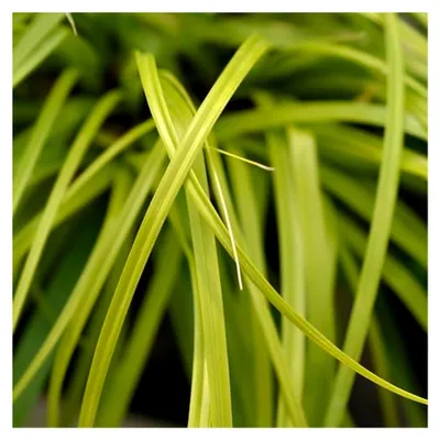 Produktbild von Ziergräser - Carex oshimensis Everillo - Immergrün - Winterhart - 40-50 cm - Ø 17 cm - Gartenpflanze