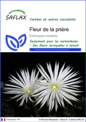 Image de SAFLAX  - Fleur de la prière - 40 graines - Echinopsis